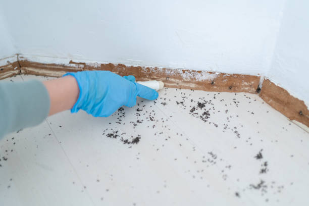 Best Pest Inspection Near Me  in West Columbia, TX